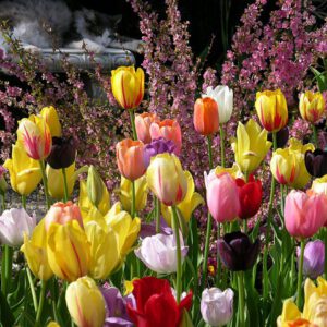 Spring Bulbs